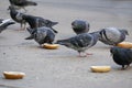 A Group of Pigeons Eating Bagels on the Sidewalk of Philadelphia