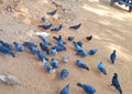 Group Of Pigeons Eating Food
On Street Royalty Free Stock Photo