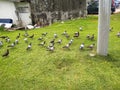 A group of pigeons eating together