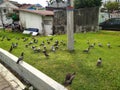 A group of pigeons eating together