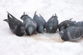 Group of pigeons eats