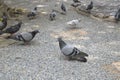 A group of pigeons is feeding on the ground Royalty Free Stock Photo