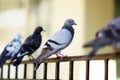 Group of pigeons on a fence in Crete