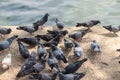 A Group of Pigeons.hungry feral pigeons eating on park . Royalty Free Stock Photo