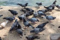 A Group of Pigeons.hungry feral pigeons eating on park Royalty Free Stock Photo