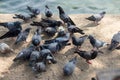 A Group of Pigeons.hungry feral pigeons eating on park . Royalty Free Stock Photo