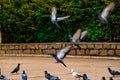 Group of Pigeons landing on ground for food Royalty Free Stock Photo