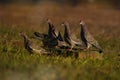 A group of pigeons lined up beside a garden tap.Climate change concept.