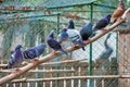 Group of pigeons lined up on a stick Royalty Free Stock Photo