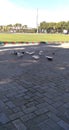 A group of pigeons looking for food in the city park.