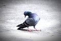 A Group of Pigeons in my ground Royalty Free Stock Photo