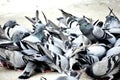 A Group of Pigeons in my ground Royalty Free Stock Photo