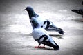 A Group of Pigeons in my ground Royalty Free Stock Photo