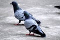 A Group of Pigeons in my ground Royalty Free Stock Photo