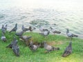 Group of pigeons near the pond