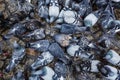 A group of pigeons peck food in the square. Close-up. Background