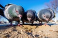 a group of pigeons pecking grains off the ground Royalty Free Stock Photo