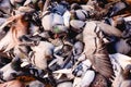 Group of pigeons pecking the ground unruly Royalty Free Stock Photo