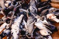 Group of pigeons pecking the ground unruly Royalty Free Stock Photo