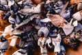 Group of pigeons pecking the ground unruly Royalty Free Stock Photo