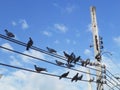 A group of pigeons perched on a power lines against a blue sky. Birds on electric cables Royalty Free Stock Photo