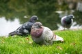 Flock of pigeons resting on grass, Wells, Somerset