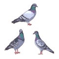 Group of pigeons