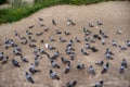 Group of pigeons in shades of grey and white standing and walking on soil ground floor, pigeon valley Royalty Free Stock Photo