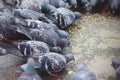 Group of pigeons sharing their feed