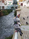 Group of Pigeons Sitting on Railing Next to River Royalty Free Stock Photo