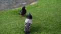 group of pigeons walking and bobbing their heads and pecking at the ground looking for food