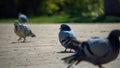 Group of pigeons walking on the pavement of a public park