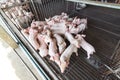 A group of piglet in the cage