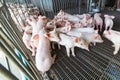 A group of piglet in the cage