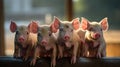 Group of Piglets at the domestic farm, Pigs at factory. Generative Ai