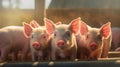 Group of Piglets at the domestic farm, Pigs at factory. Generative Ai