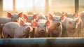 Group of Piglets at the domestic farm, Pigs at factory. Generative Ai
