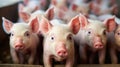 Group of Piglets at the domestic farm, Pigs at factory. Generative Ai