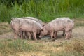 Group of piglets, eating together out of a metal trough. Royalty Free Stock Photo