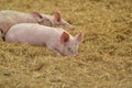 A group of piglets lie in a pile of yellow hay on a farm