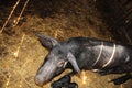 Pig mother and pigs in barn. Brood of little pigs on farm. Pig family