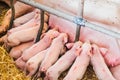 Young piglets sucking sow milk Royalty Free Stock Photo