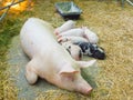 A Group of piglets suckling from mother pig in Australian pig farming.