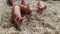 A group of piglets walking around their straw barn