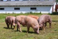 Group of pigs on animal farm rural scene Royalty Free Stock Photo