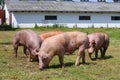 Group of pigs on animal farm rural scene Royalty Free Stock Photo