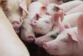 Group of pigs in farm yard. Livestock breeding.