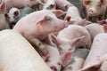 The farm pigs. Livestock breeding.