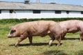 Group of pigs farming raising breeding in animal farm Royalty Free Stock Photo