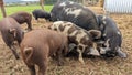 A group of Pigs fighting over food with their snouts on the ground